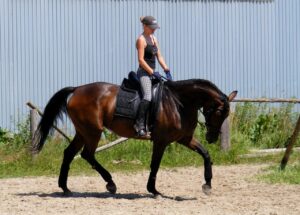 trening koni Kraków