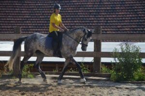 Trening ujeżdżeniowy Kraków