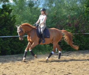 Trening jeźdźców Kraków